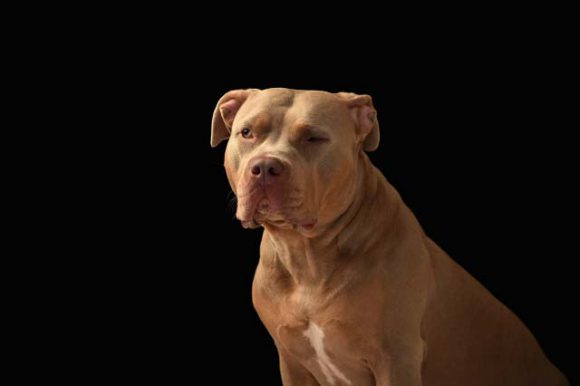 アメリカン・ピット・ブル・テリア：犬種の特徴と飼い方